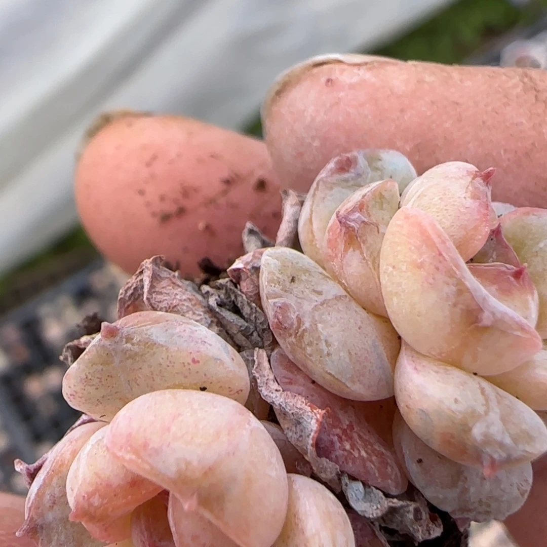 ～***～多肉小卡拉米糖心一物一拍