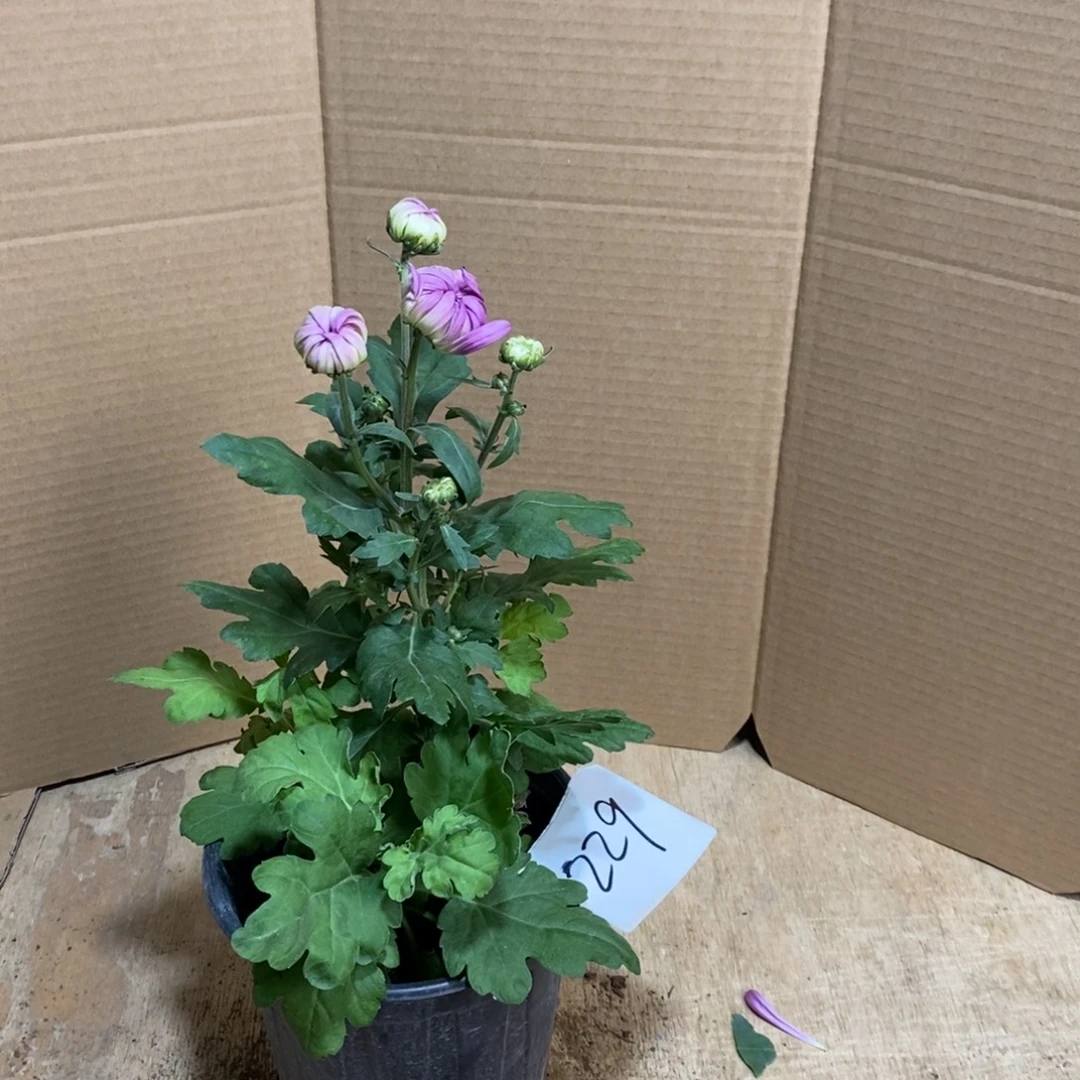 完全开放000000229