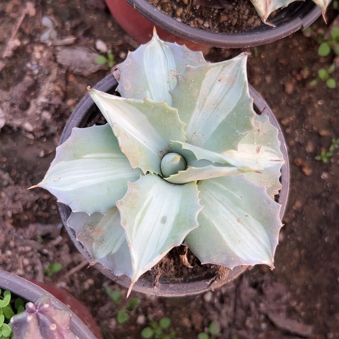 多肉植物多肉植物