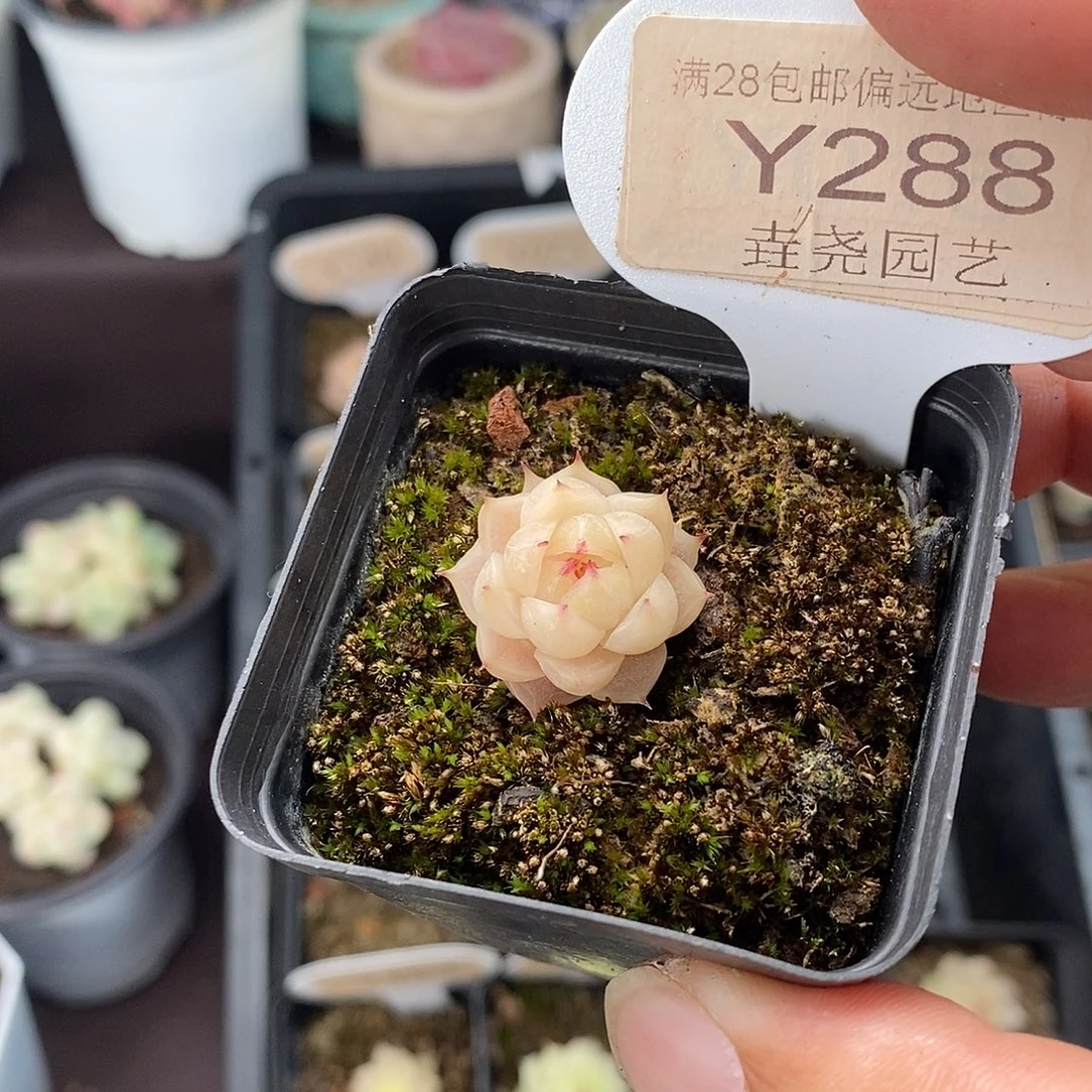 0288 麦秆单头 2cm