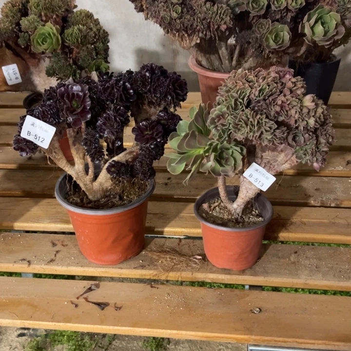 芳*521欧紫513玫瑰多肉植物