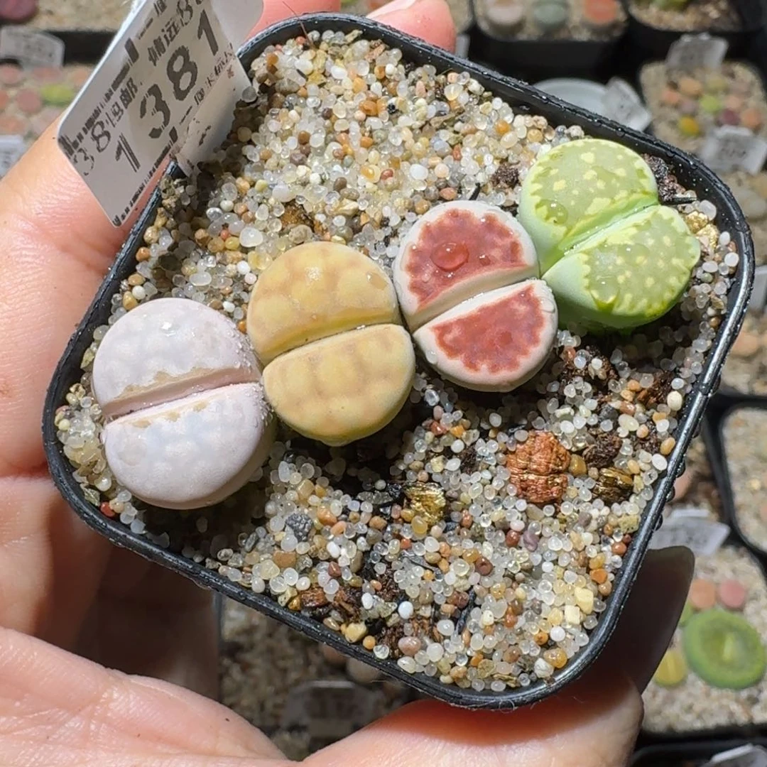 高品质生石花清清1381