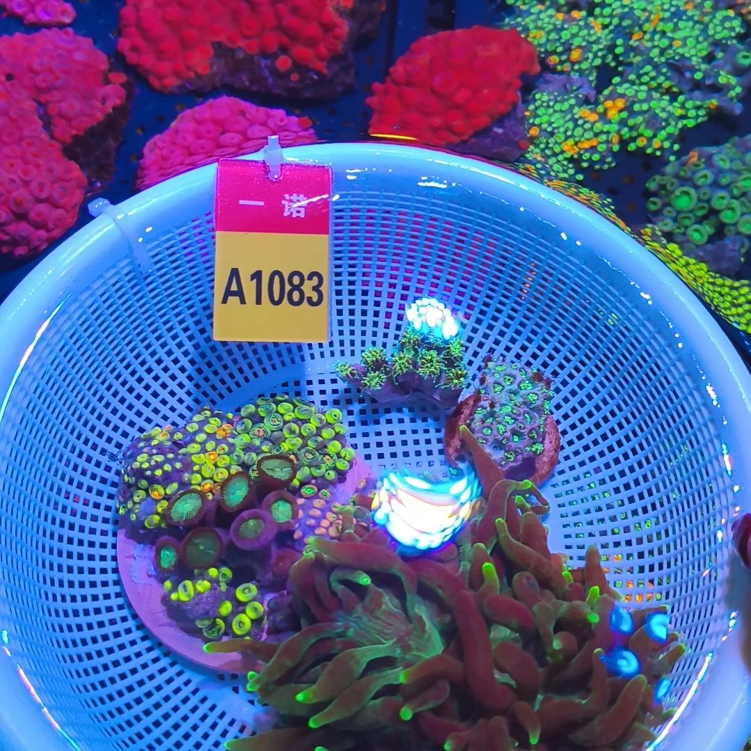 纽扣珊瑚20831083