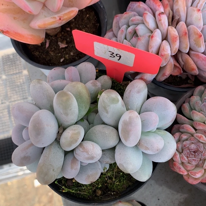 多替自己误626272737