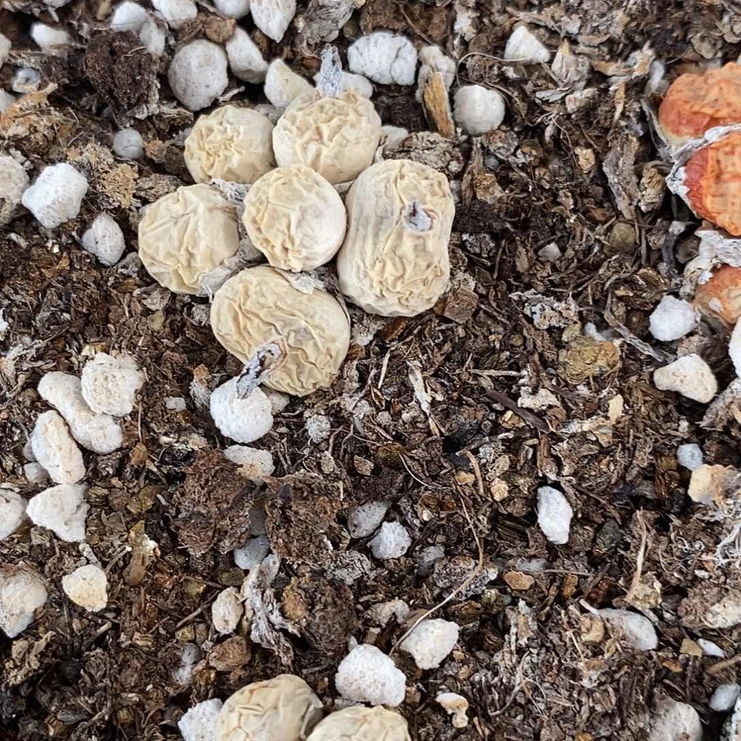 3017肉锥混合1群。