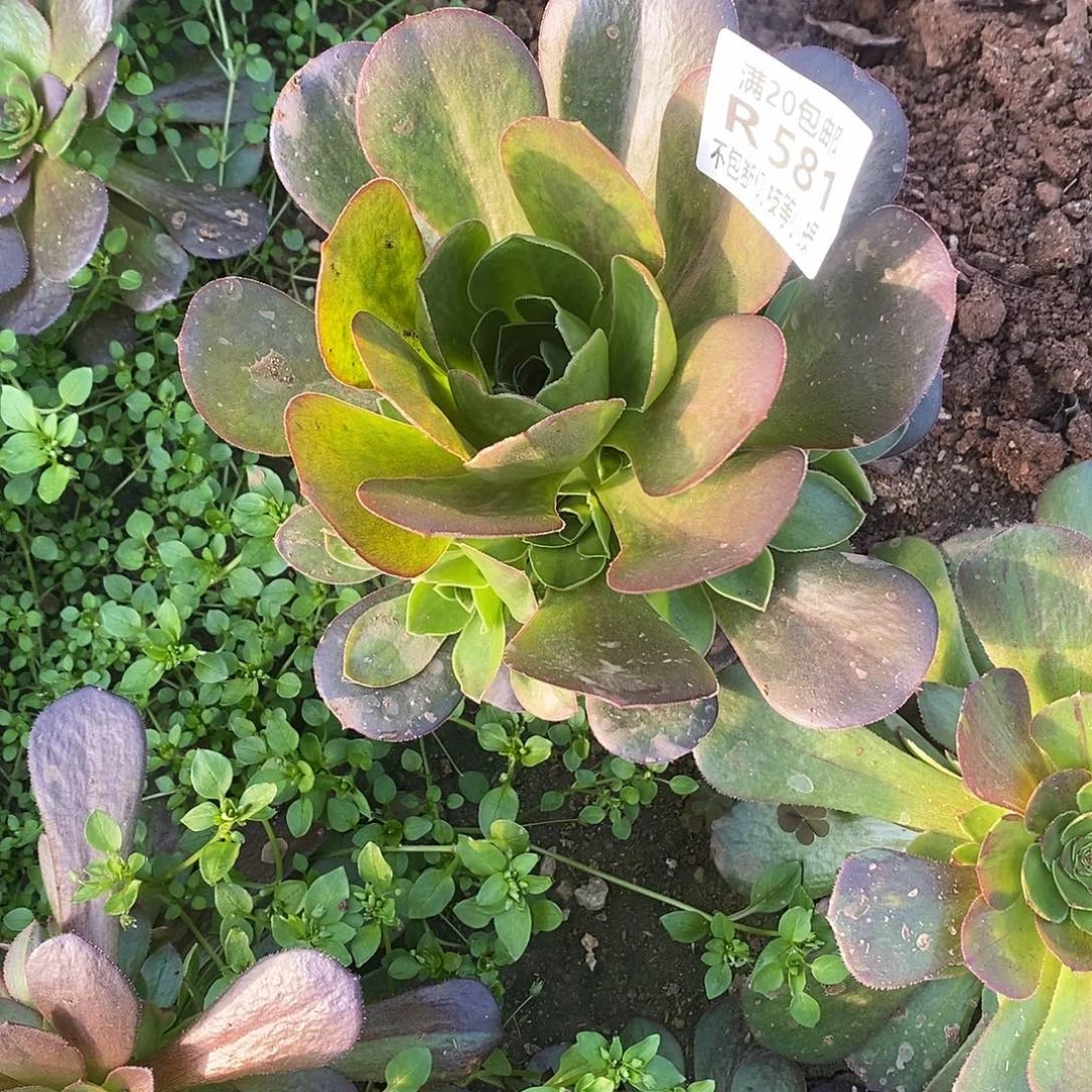 阿*581魅金玫瑰多肉
