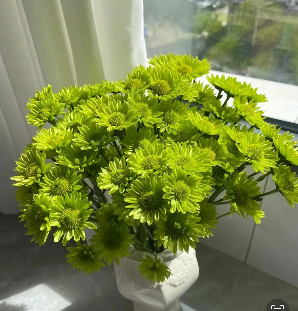 【绿精灵】小雏菊鲜花