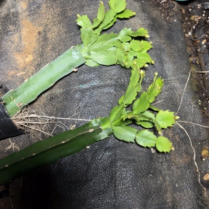 060嫁接多叶片小苗一颗25