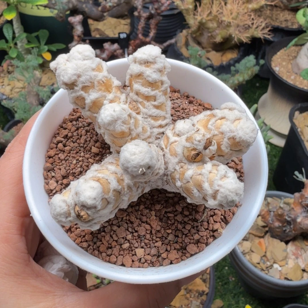 刨花厚墩菊146仙人掌