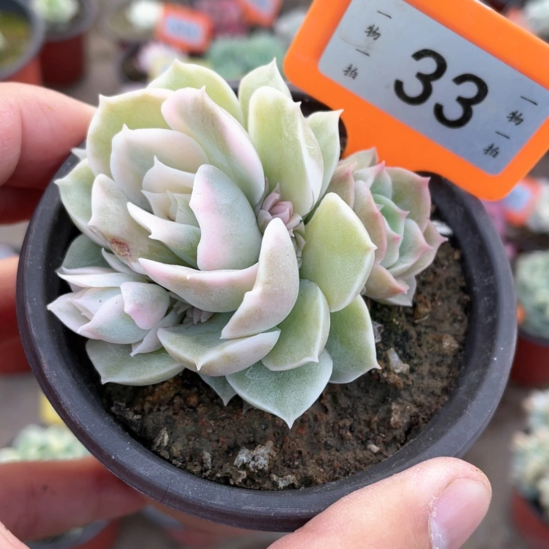 【闪购商品】33号的