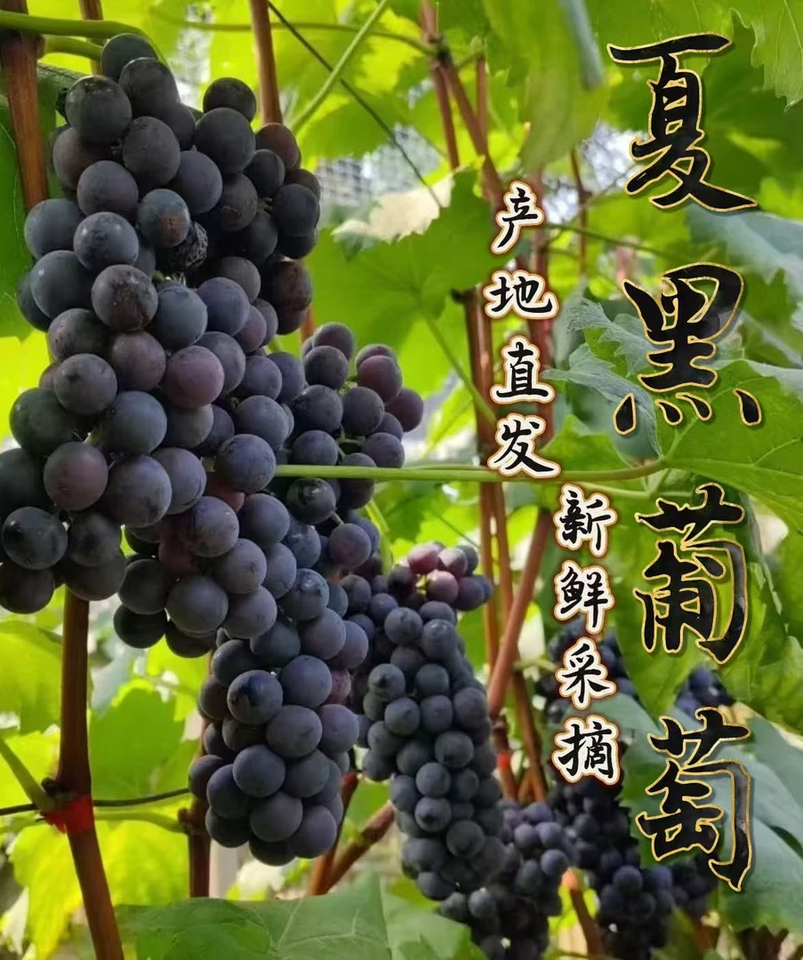 【618好物节】顺丰京东包邮现摘无籽夏黑葡萄新鲜当季孕妇时令水果