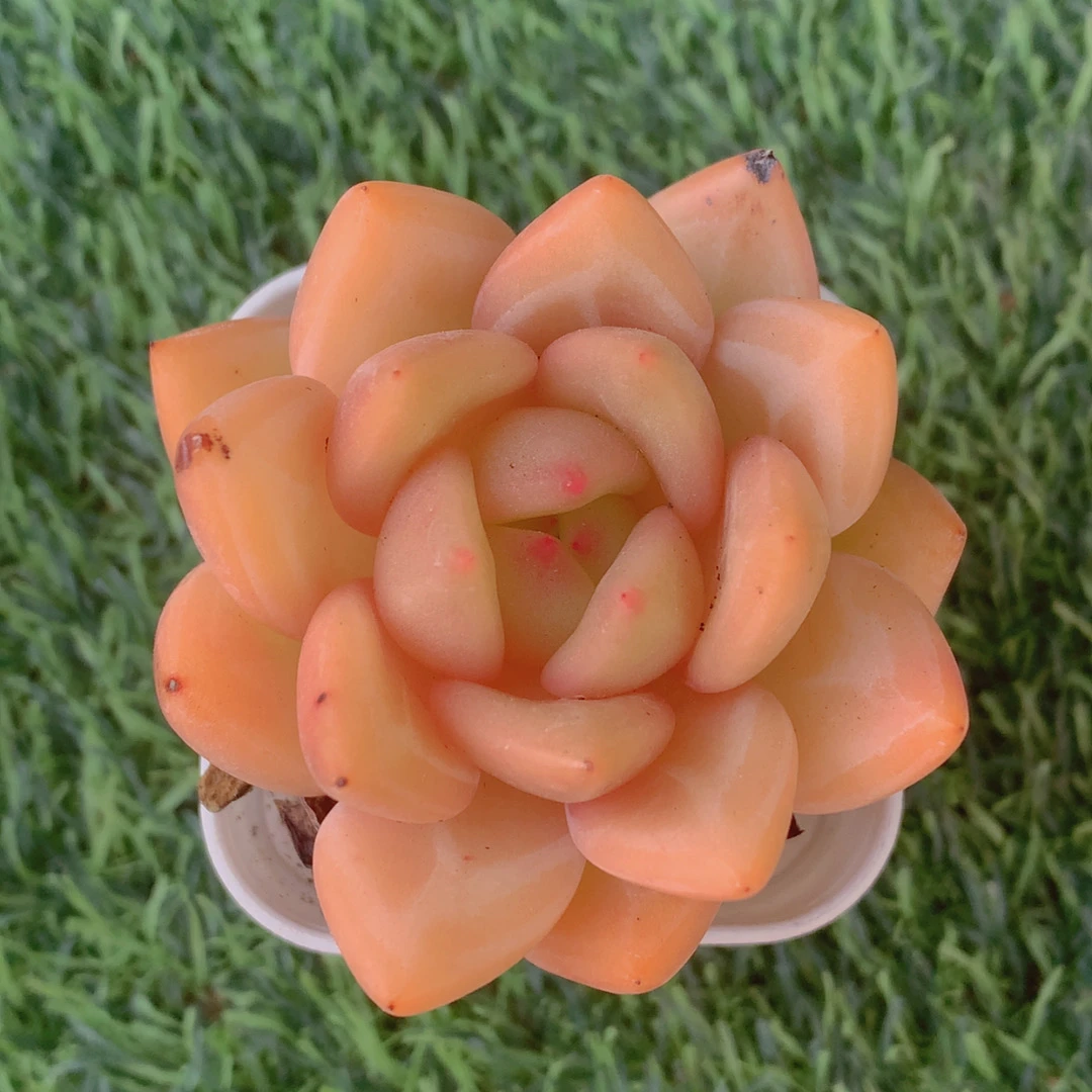 香槟单头3-5CM【花界草堂】精品多肉阳台盆栽一单包邮