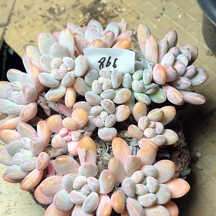 菲*866/////////////////