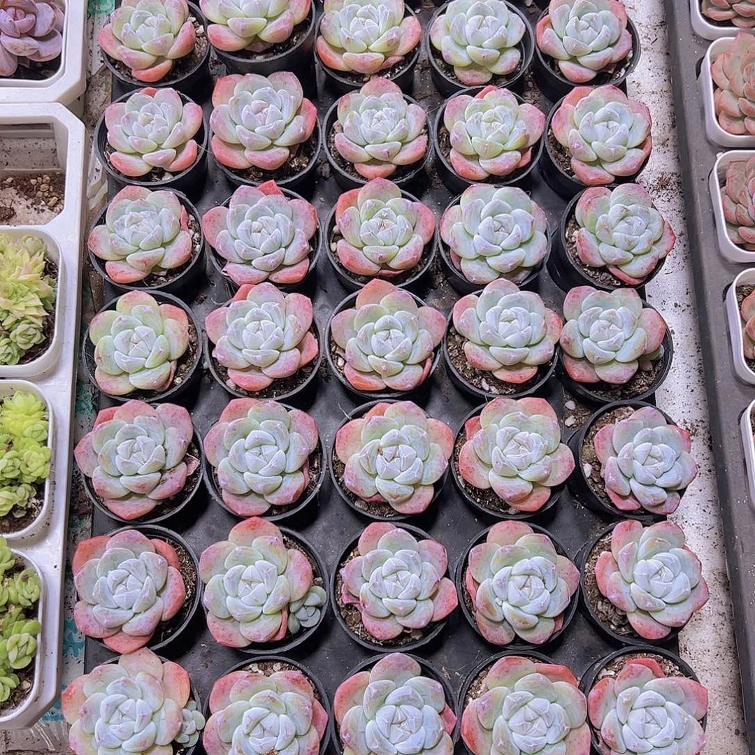 粉冰玉2盆19包邮多肉