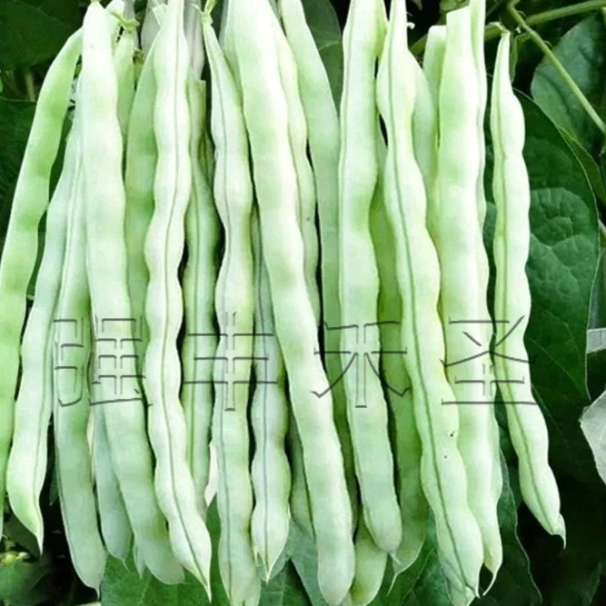 白不老摘不败豆角种子九粒白芸豆种籽四季豆阳台蔬菜老来少豆厂家