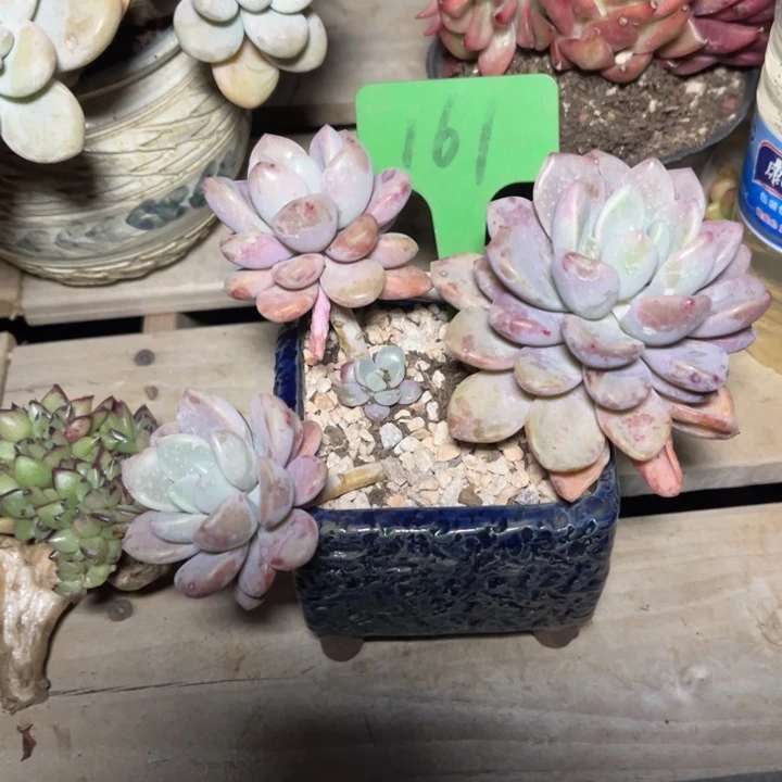 花瓣鹿多肉植物161