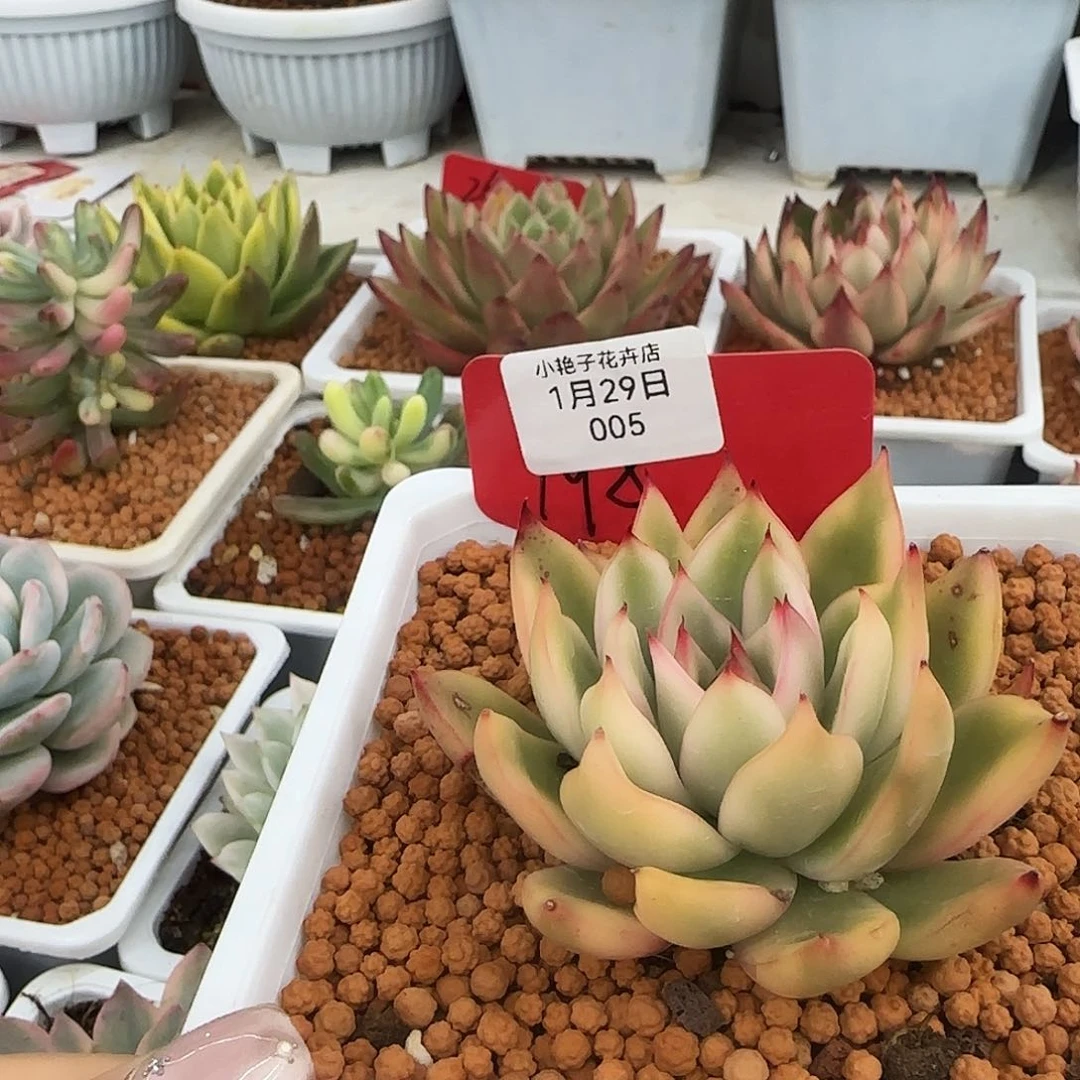 宇***婷005婷婷多肉植物锦