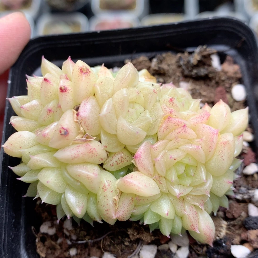 R97 ，柿子多肉20包邮