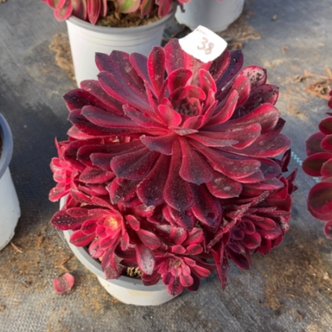 【闪购商品】38月亮女神多肉法师