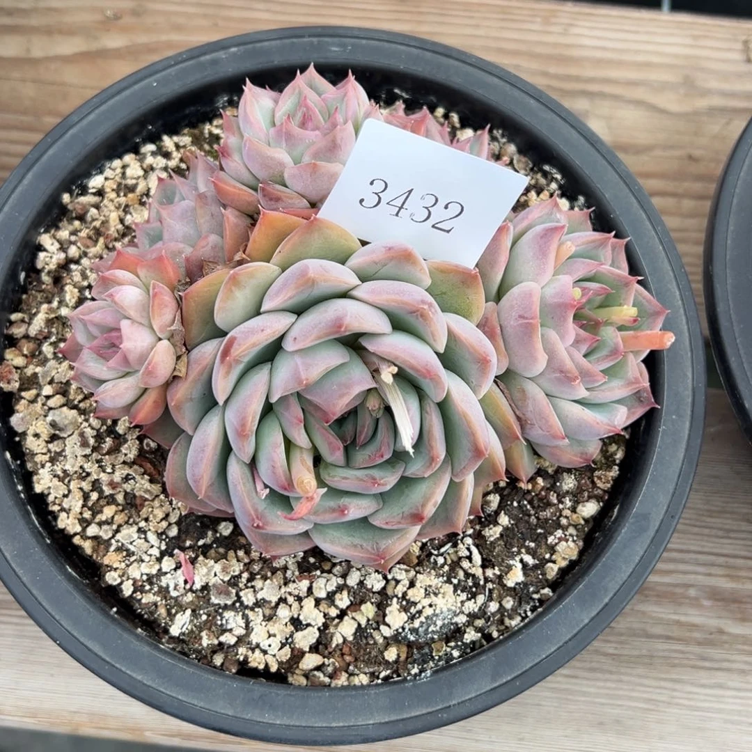 倩*3432多肉多多多多