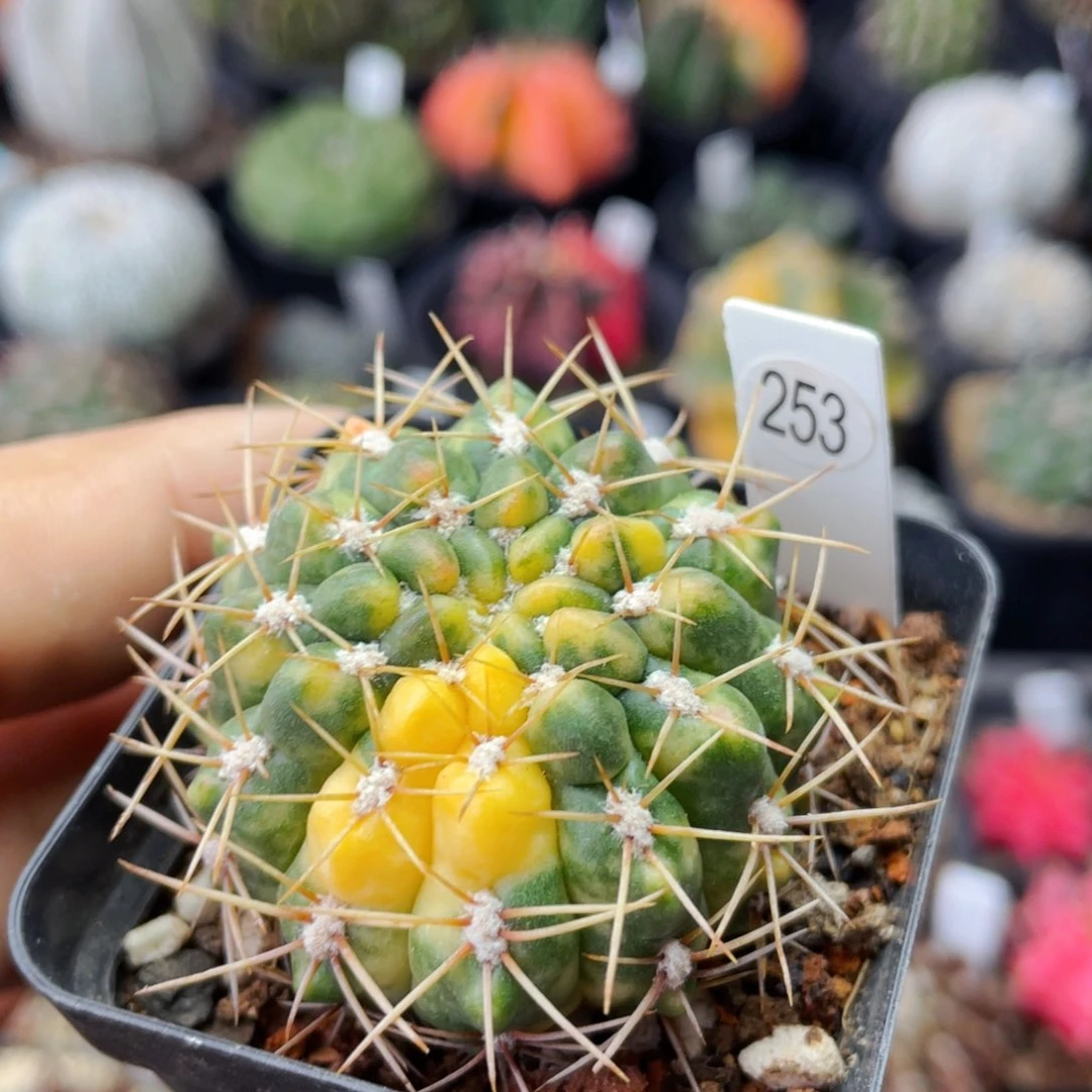 仙人球满28包邮盆口径5公分耕耘锦