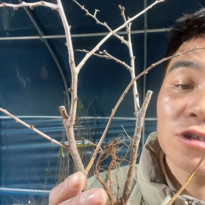 原生长寿冠海棠花一颗