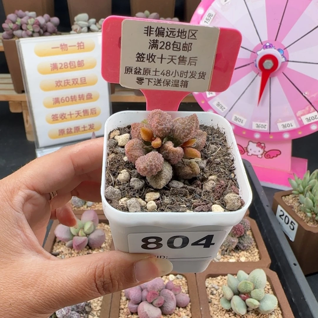 团***团804黄金奶油果多肉植物