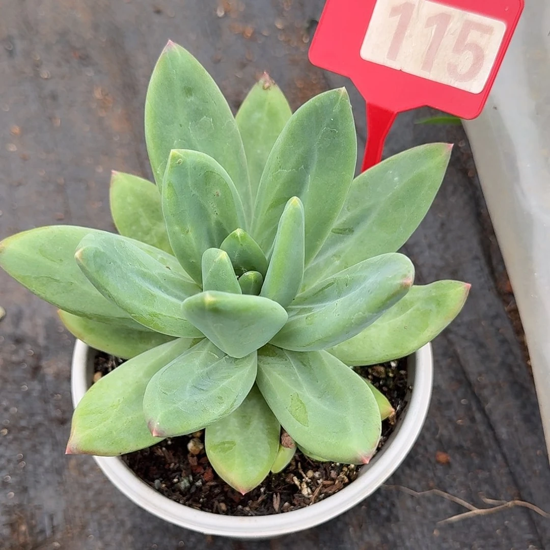 海洋之歌多肉植物115