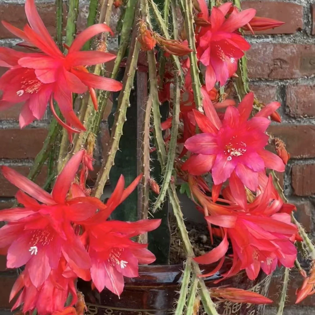 【满30包邮】仙人掌科嫁接鼠尾令箭荷花金妞白檀绿植阳台庭院易活