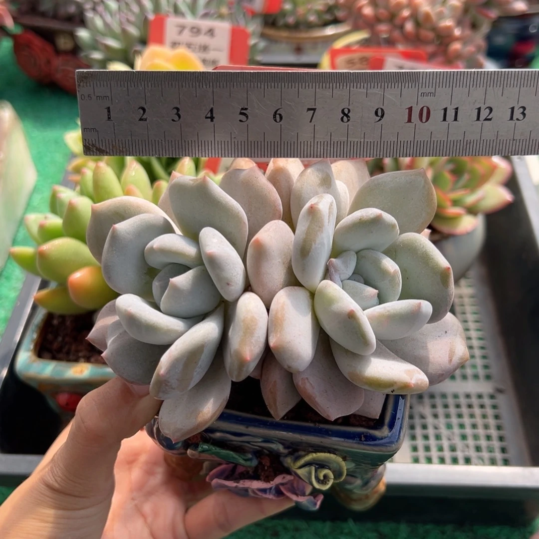 表妹精品多肉植物796.