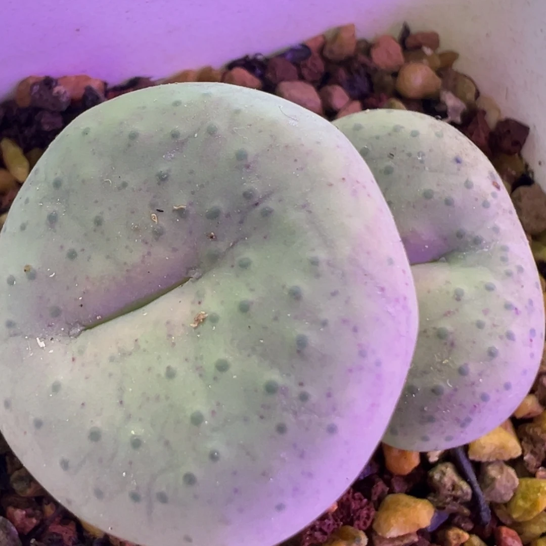 超大行奶油嘴 肉锥植物