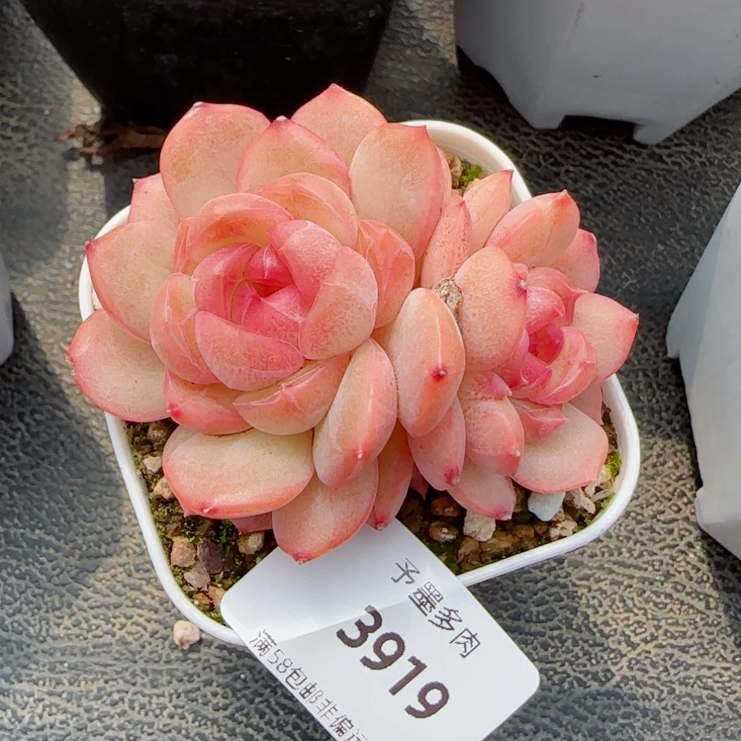 琴心，3919多肉植物