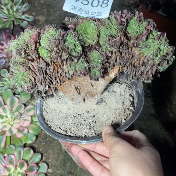 4508琳琅的人多肉的