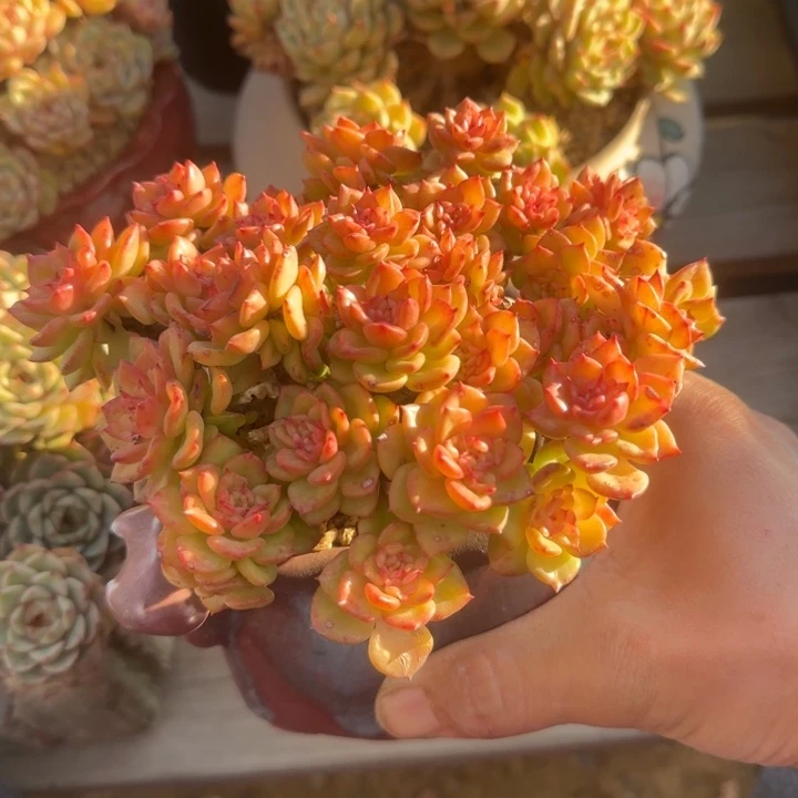 蜡牡丹老桩多肉五十包邮