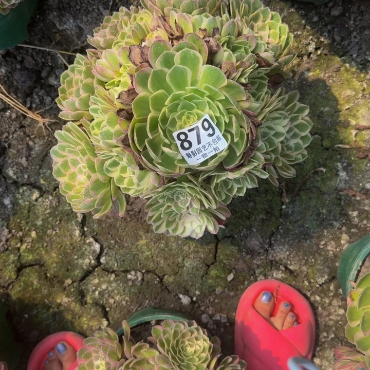 孔雀翎879花25-11花