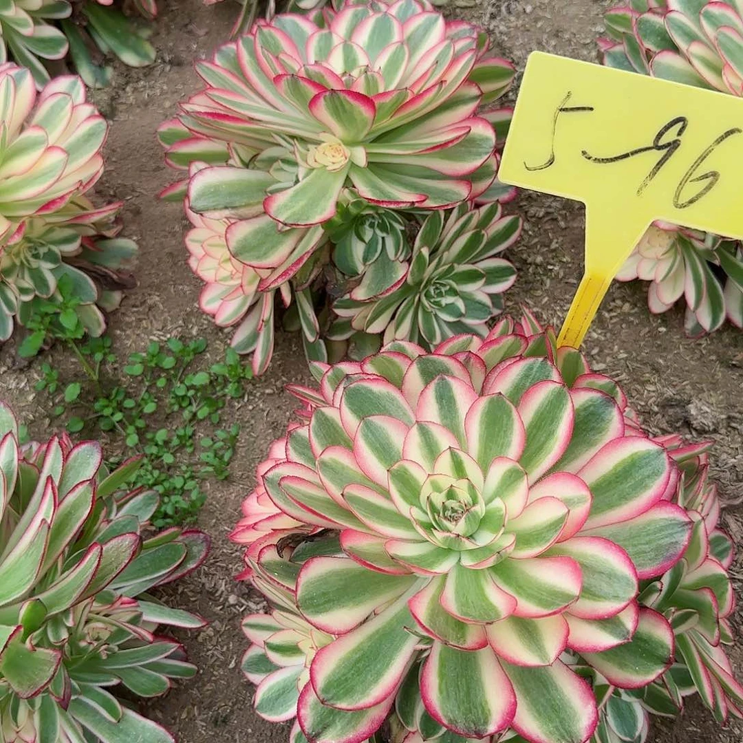 ξ****ξ5-96---多头荔枝多肉