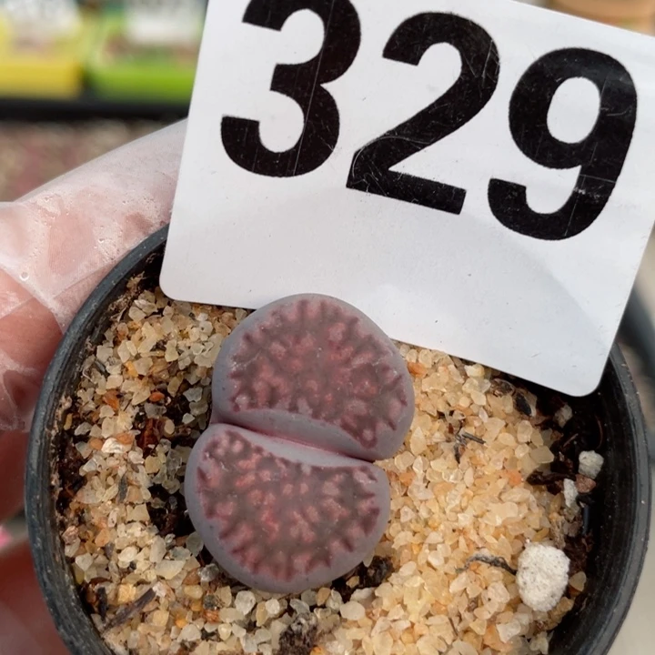 329紫寿利母本l l l