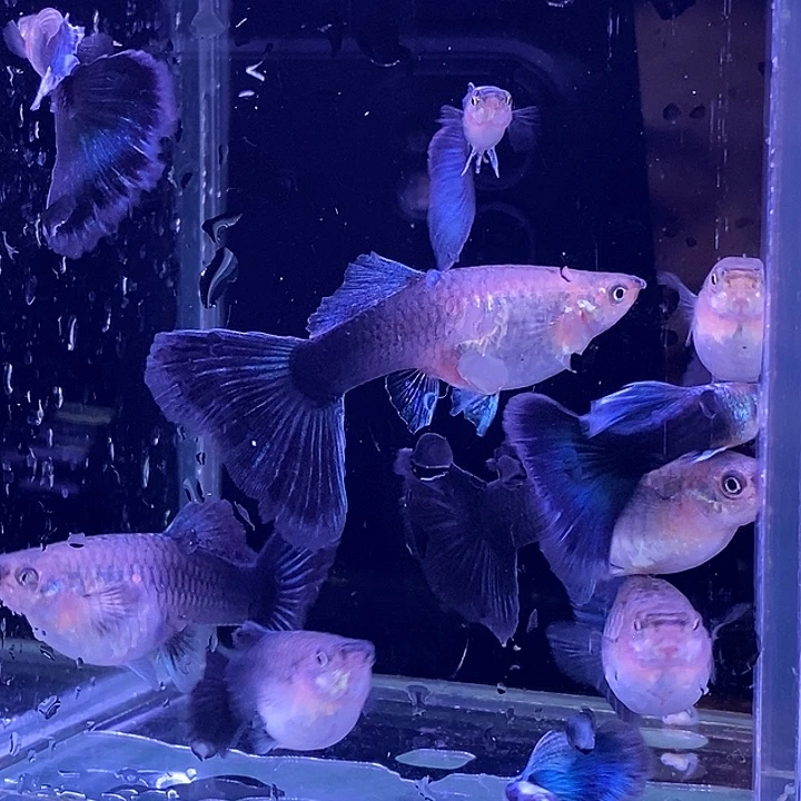 孔雀鱼大蓝礼服6母4公