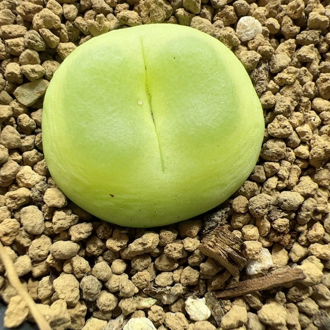 【闪购商品】139 拉登