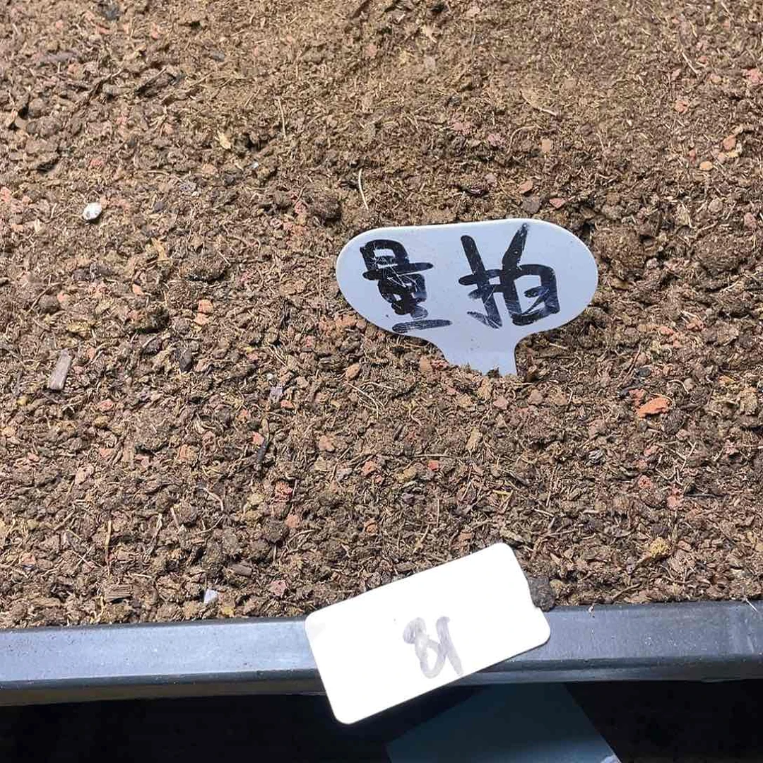 量拍多肉植物土一筐81