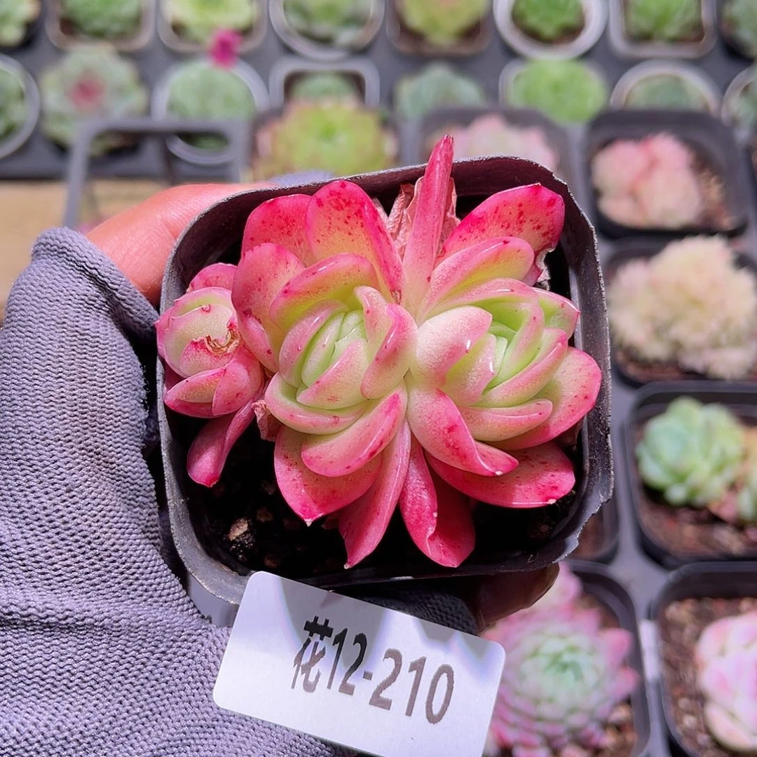 花12-210冰玫瑰小群