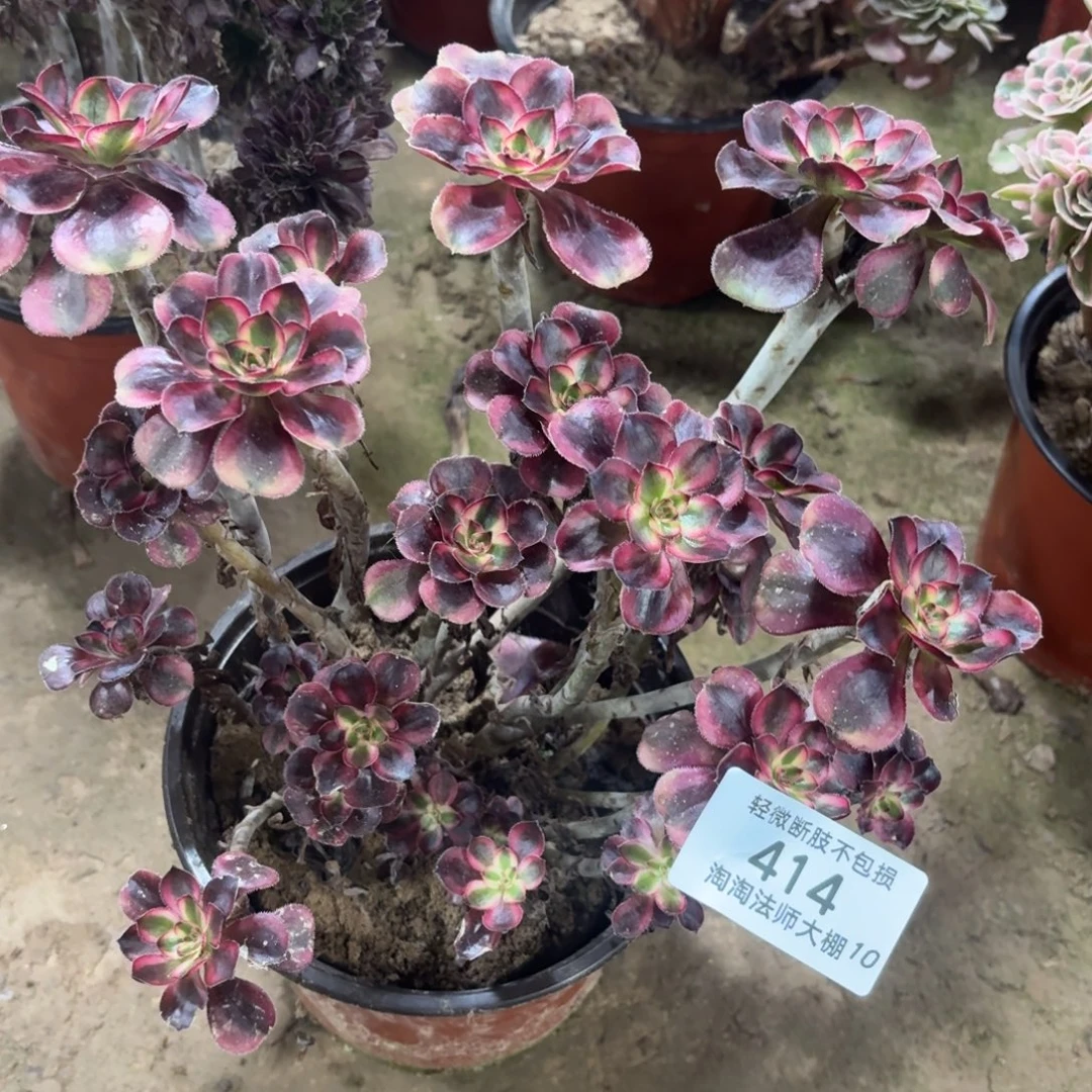 414香奈儿丛林多肉植物法师