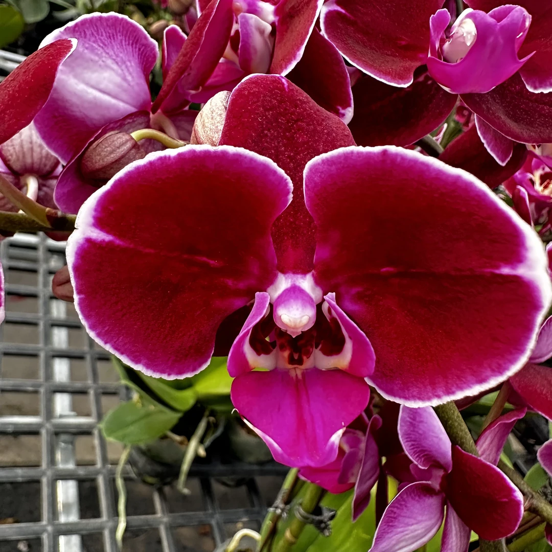 【樱桃】蝴蝶兰  高端绿植花卉桌面款红色系耐看四季鲜花