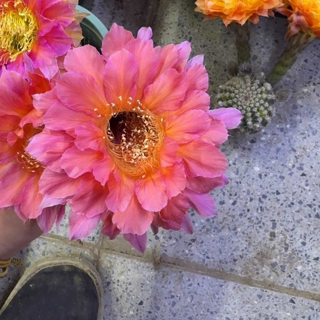 325彩草爱神歪无根侧牙4公分左右，20包邮