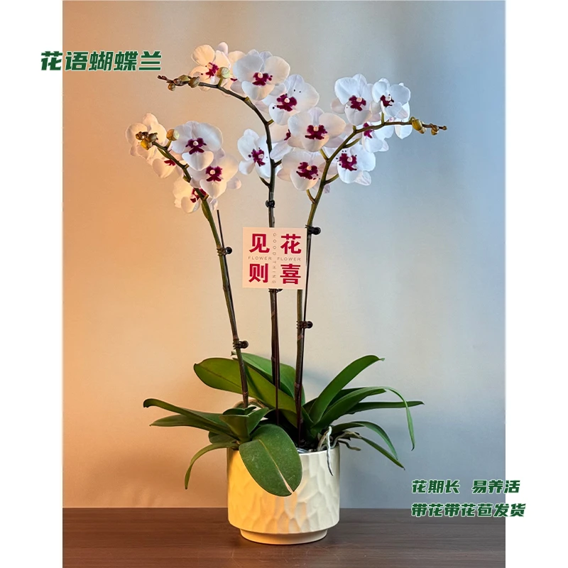 蝴蝶兰【踏雪寻梅】 带花带花苞发货 室内客厅阳台花卉 好养易活