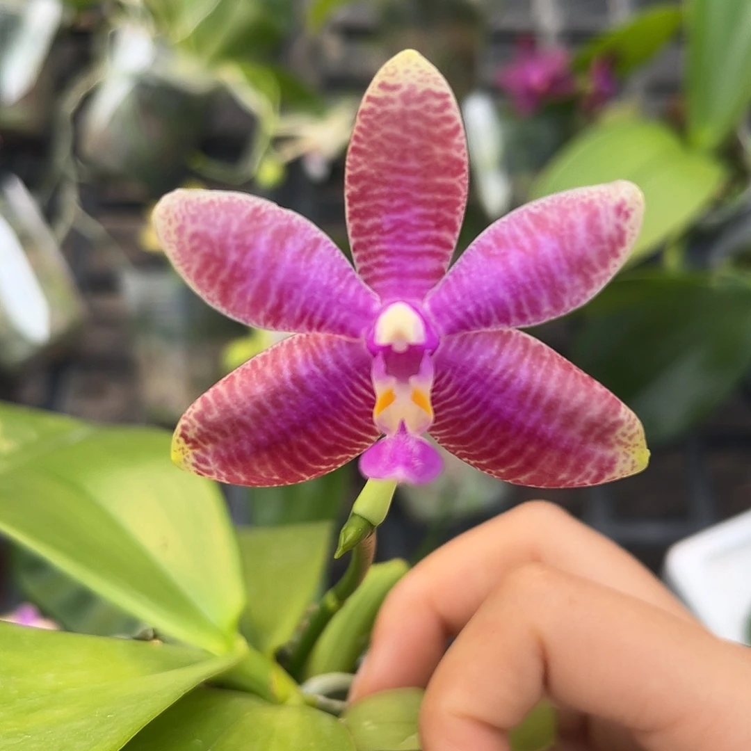 完全开放丝绸之路开花株 109号