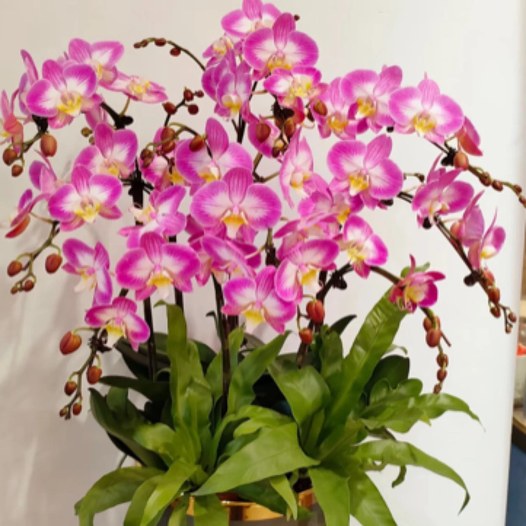 蝴蝶兰——(雪山飞狐)开花发货