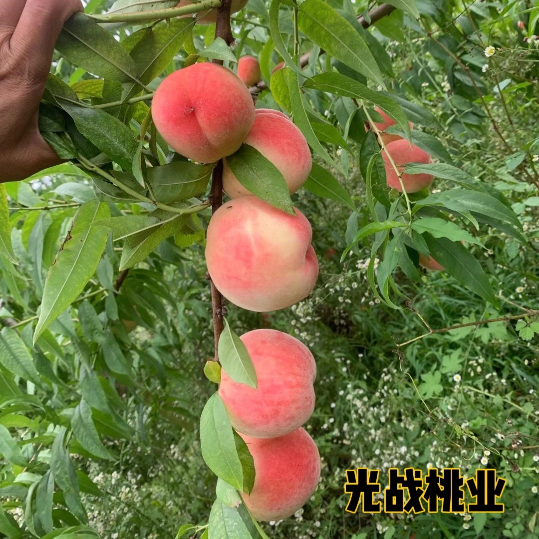 抗蚜3号果树苗桃苗，6月中下旬旬成熟，脆甜不软颜色好看抗蚜虫