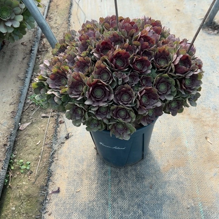 4万圣节多肉多肉多肉多肉