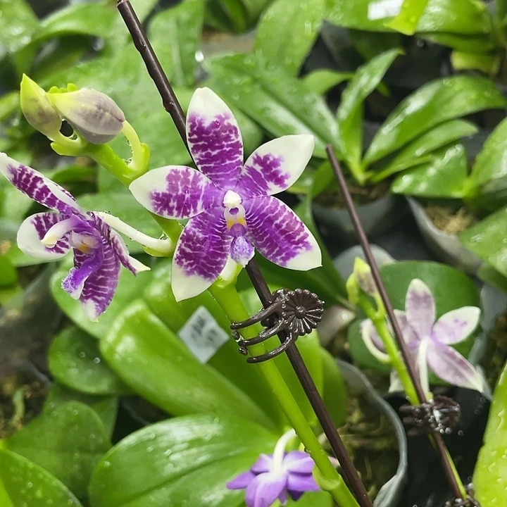 完全开放花花公子3594双花剑带花（柳林兰园）